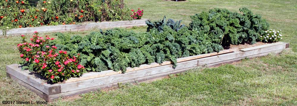 Kale ready for picking