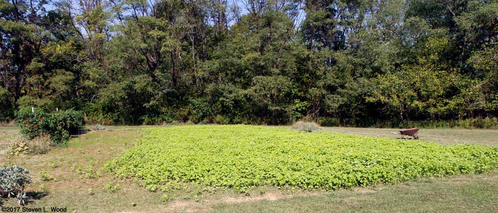 Volunteer buckwheat overgrowing hairy winter vetch
