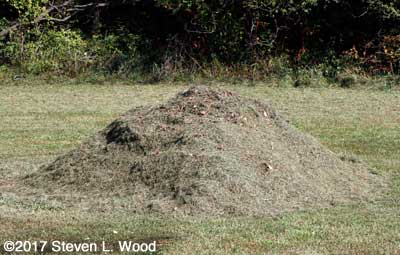 Current compost pile