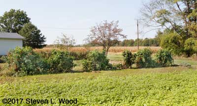 Tomato and pepper row with buckwheat in the foreground