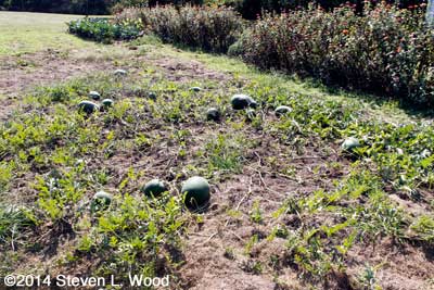Watermelon still growing in the East Garden in October!