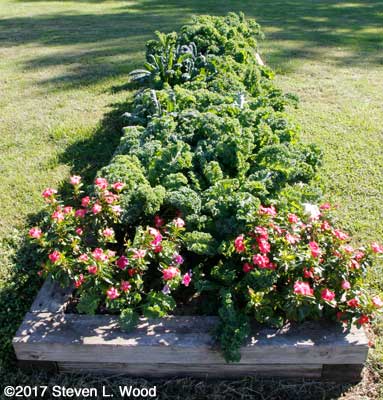 Kale row before today's picking