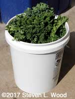Five gallon bucket gently packet with kale leaves