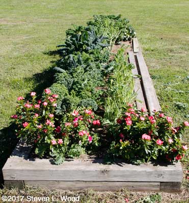 Less than half of kale row used