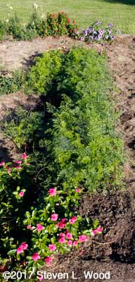 Carrot rows