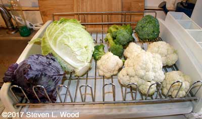 Cabbage, cauliflower, and broccoli