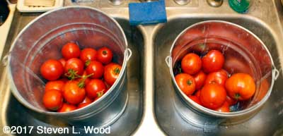 Today's tomatoes - possibly the last of the season