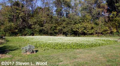 Buckwheat and a little hairy winter vetch