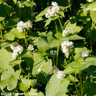 Honeybees on buckwheat blooms