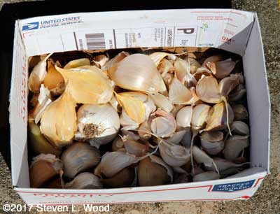 Garlic cloves ready for planting