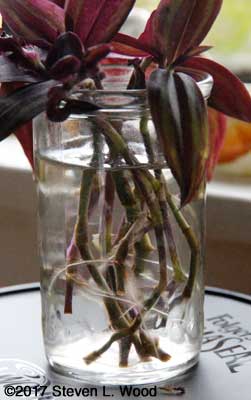 Wandering jew cuttings in water