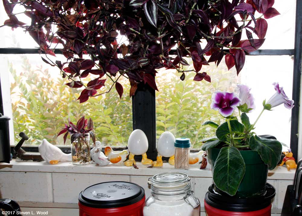 Plants in the kitchen window