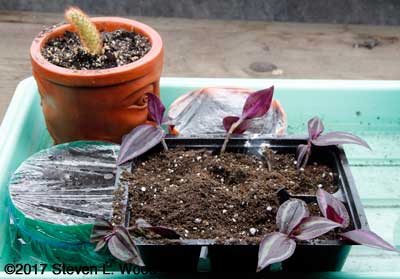 Cuttings in potting mix