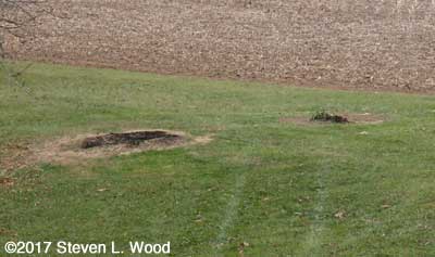 Bonnie's Asparagus Patch and daisies cleared