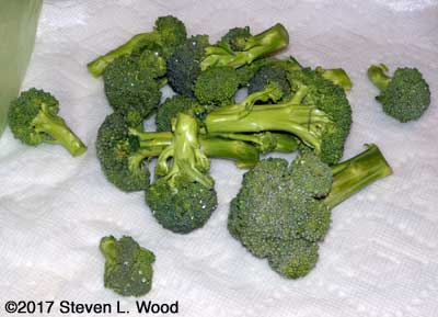 Broccoli sideshoots picked on December 20