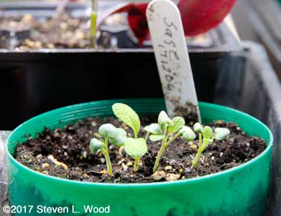 Baby sage plants