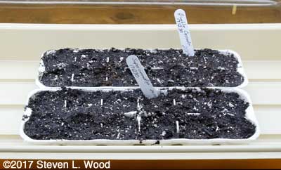 Egg cartons seeded to petunias