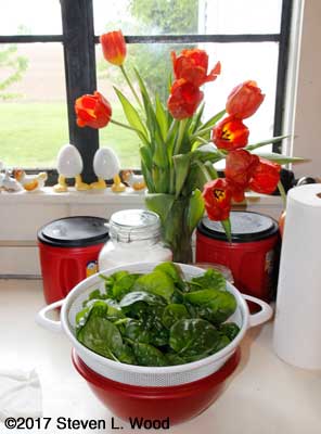 Tulips and spinach