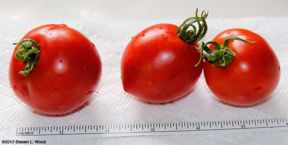 Our first ripe tomatoes of 2017