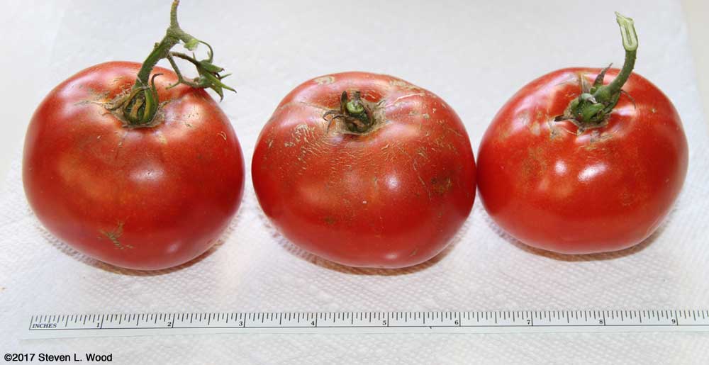 Later Earlirouge tomatoes
