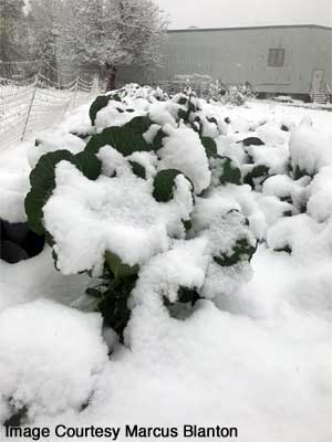 Heavy snow on December 8, 2017 in Carthage, Mississippi
