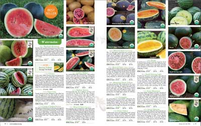 SSE Watermelon page