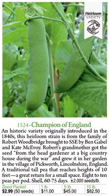 Champion of England pea detail