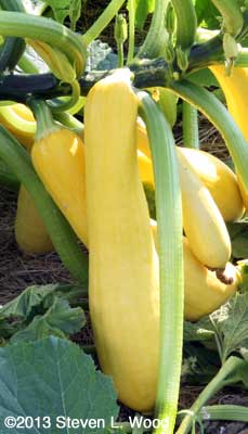 Yellow squash