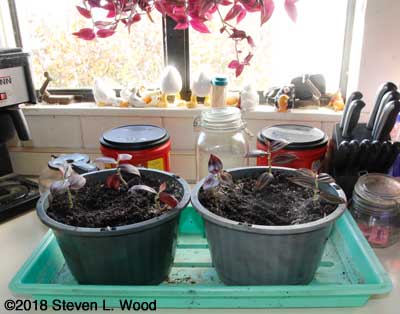 Potted wandering jew cuttings