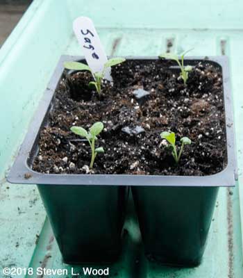 Sage plants