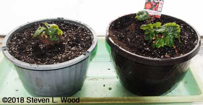Waxed begonias in sunroom