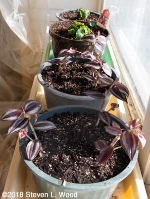Wandering jew and wax begonia plants in sunroom