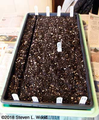 Furrow for seed made in tray