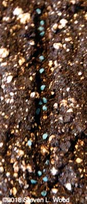 Seed in furrow