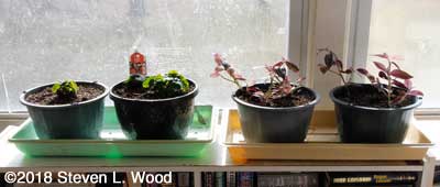 Wax begonias and wandering jew plants in sunroom