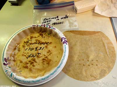 Drying seed and beginning germination test