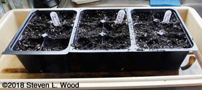 Inserts seeded to cauliflower