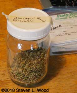 Saved Spinach Seed