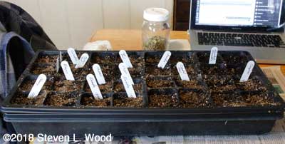 Tray seeded to lettuce and spinach