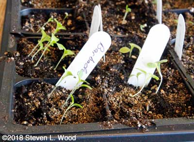 Crowded lettuce planting