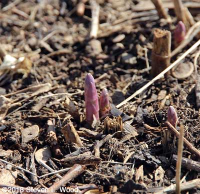 Asparagus up on March 10, 2018