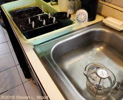 Hot water treating old Earlirouge seed
