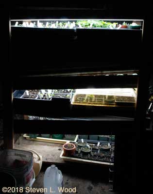 Plant rack on March 11, 2018