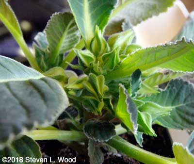 Nice gloxinia bloom cluster