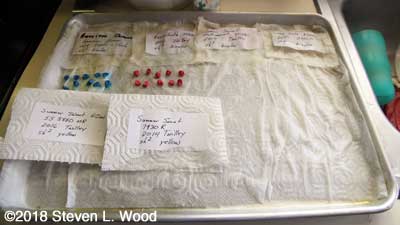 Sweet corn germination tests