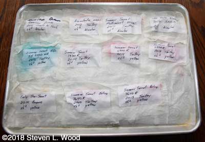 Sweet corn germination tests