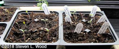 Earlirouge tomatoes up