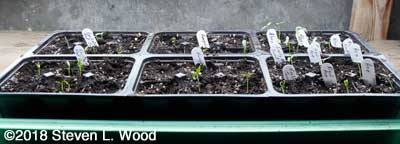 Pepper plants up