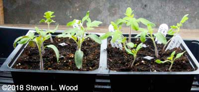 Earlirouge tomato transplants