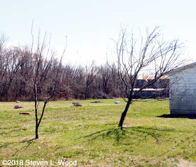 Apple trees